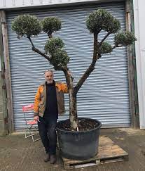 We did not find results for: Mature Pom Pom Olive Tree For Sale