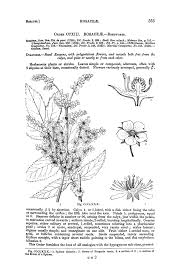 Image result for Wahlenbergia collomioides