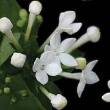 Bouvardia White Flower Fiftyflowers Com Small White Flowers White Flowers Bouvardia Flowers