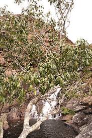 Image result for Cassipourea