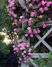 Photos From Plantsville Pines Garden S Post Plantsville Pines Garden Pine Garden Climbing Roses Garden Posts