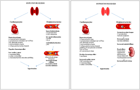 L'iodation de la tg se fait au pôle apical, dans la substance colloïde. Frontiers Hypertension In Thyroid Disorders Endocrinology
