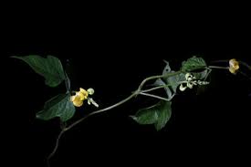 Image result for Dolichos trilobus