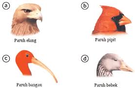 Adaptasi Morfologi Pengertian Tumbuhan Proses Biologi Arti