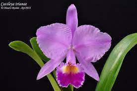 Cattleya Trianae Cattleya Beautiful Orchids Cattleya Orchid