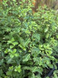Image result for Pittosporum