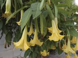 We did not find results for: Brugmansia Pests And Diseases Common Issues Affecting Brugmansia Plants