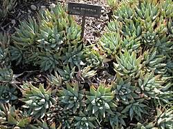 Image result for Aloe luapulana