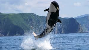 You can get the naruto live wallpaper pc 4k here. 1920x1080 Killer Whale Wallpaper Data Id 382997 Killer Whale Wallpaper 4k 1920x1080 Wallpaper Teahub Io