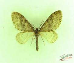 Image result for Trichopteryx