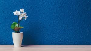 We did not find results for: Bunga Anggrek Pot Bunga Dinding Biru Mekar Berkembang Flora Latar Belakang Pikist