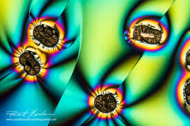 Image result for Polarized Microscopy