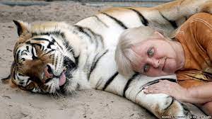 It has more powerful arms than any other big cat and has very dense bones. Does The Us Have A Pet Tiger Problem Bbc News