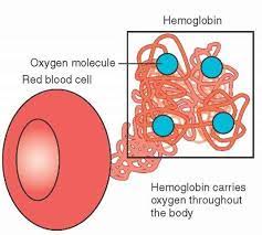 Hemoglobin is involved in the transport of other gases: How Many Oxygen Molecules Can Attach With Haemoglobin Quora