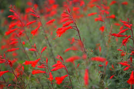 Check spelling or type a new query. 100 Words For Drought Tolerant Garden For The Environment