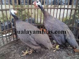 Ayam Mutiara Usia 4 Bulan Parrot Bird