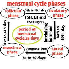 Menstrual Cycle Phases Menstruation Ovulation And Hormones Biologysir