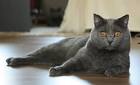 Chartreux Cat Breed Information - Kittens For Sale
