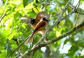 Black Bird With White Tail Philippines Black And Cinnamon Fantail Mindanao Philippines H8o0954 62 Beautiful Birds Birds Mindanao