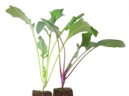 Kohlrabi Pflanzen Wann Wo Wie Geht S Am Besten
