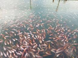 Lakukan pengeringan kolam, kemudian diamkan selama 14 hari. Cara Ternak Ikan Nila Agar Cepat Panen Dan Menguntungkan
