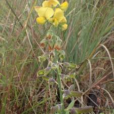 Image result for Crotalaria retusa