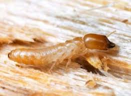 Maybe you would like to learn more about one of these? How To Get Rid Of Drywood Termites Online Pest Control