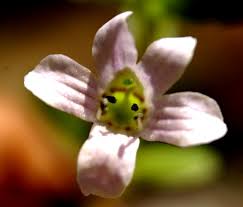 Image result for Bacopa hamiltoniana