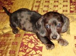 Black And Tan Dapple Dachshund Puppy Black And Brown Dapple Dachshund Puppies Dapple Dachshund Doxie
