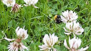 Use these 22 proven flowers to attract bees to your pollinator garden in your backyard. Keep Off The Grass Let It Bee Minnesota Pollution Control Agency