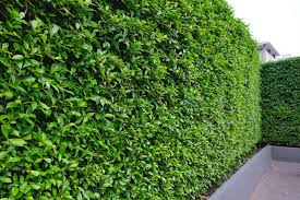 Image result for Ficus conraui