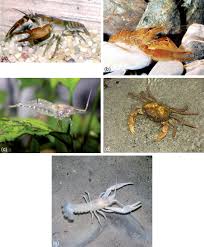 Image result for Cyperus longicarpus