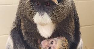 Image result for Brazzeia congoensis