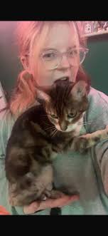 FOUND*** Hi all, my cat Pebble has been missing since saturday around Hyde  park corner/Knightsbridge area. She tends to get herself stuck in places  that she doesnt know how to get out