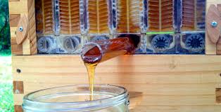 Wie überprüft man da den wassergehalt? Honig Sammeln Mit Einem Neuen Bienenstocksystem