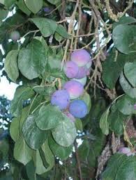 Maybe you would like to learn more about one of these? 34 Fruit Trees Ideas Fruit Trees Edible Garden Growing Fruit Trees