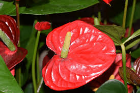 Teleflora's opulent orchids, imperial purple orchid, regal orchids there are a few different exotic flower deliveries that are available in tampa, florida. 29 Exotic Flowers To Brighten Your Outdoor Space Flower Glossary