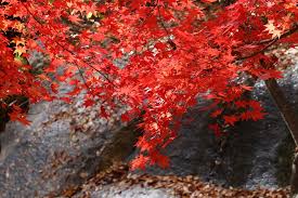 紅葉で葉が赤くなる理由 実は正確にはわかっていない 雑学 Com