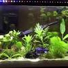 A basic planted betta fish tank. Https Encrypted Tbn0 Gstatic Com Images Q Tbn And9gctzhtlef3cokzixov4j4mn5zzanoe9a Ilocd G T1nyqfdd Rq Usqp Cau