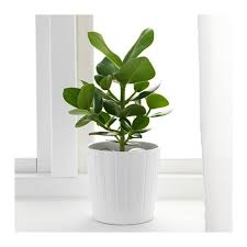 Clusia Plante En Pot 12 Cm Ikea Clusia Plants Plant Decor