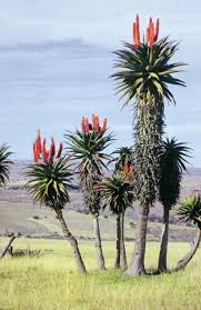 Pin Von Hansjuergen Baum Auf Naturbilder In 2020 Seltene Pflanzen Aloe Pflanze Baume Pflanzen