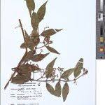 Image result for Secamone africana