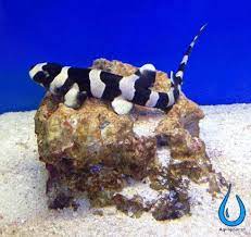 Juvenile Brown Banded Bamboo Shark Aquarium Sharks Marine Fish Saltwater Aquarium