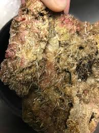 See more ideas about hair styles, hair, hair cuts. White Hair Growing On Live Rock Reef2reef Saltwater And Reef Aquarium Forum