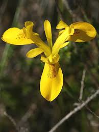Image result for Moraea natalensis