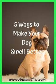 Instead of using chemicals on your pooch, apply these homemade deodorant spray for dogs to make them smell awesome. 5 Ways To Make Your Dog Smell Better