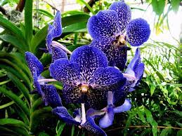 Blue Orchid By Luis And Paula Lopez Blue Orchids Blue Orchids Plant Orchids