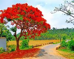 Royal poinciana tree | what does it meaning of royal, poinciana, tree, in dream? Royal Poinciana Tree Paint By Number Paint By Numbers