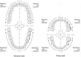 • the universal system of notation for the primary dentition uses 'uppercase letters' for each of the primary teeth. Tooth Numbering Systems In Dentistry News Dentagama