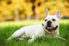 Keep reading for more information on the most common hereditary disorders and health. French Bulldog Health Issues Problems Canna Pet